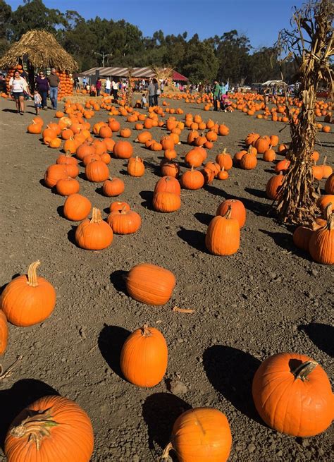 ardenwood pumpkin patch